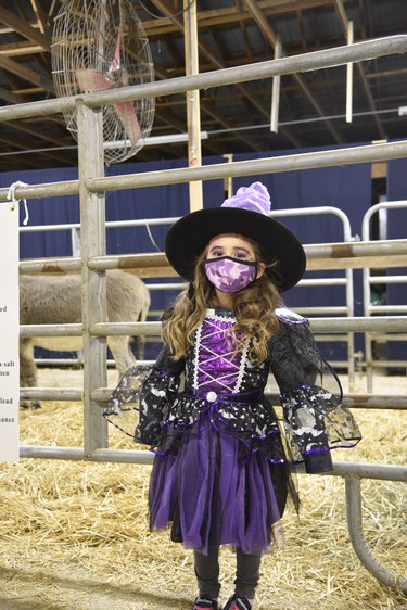 Savannah Scalisi, age 3, dressed as a witch to visit the animals at the Woodstock Fairgrounds on Saturday afternoon. (Kathleen Saylors/Woodstock Sentinel-Review)