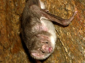 Common vampire bat. (Photo by A. Catenazzi)
