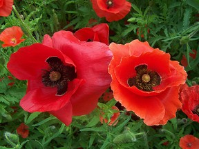 Poppies massed in a group make a spectacular sight in a summer garden. (Ted Meseyton)