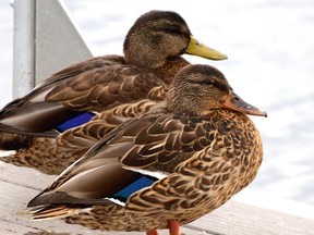 A pair of ducks at Crystal Lake in Grande Prairie. Wild ducks are harmless to people, but a deadly pathogen once came from the domestic relatives of these feathered dinosaurs.
