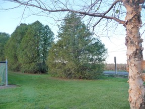 A mature White Cedar at Blackwell Park in Sarnia. John DeGroot photo