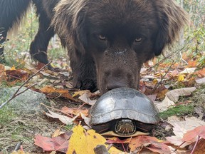 Shauna Murphy is this week's winner of the Sudbury Star Outdoors Photo Contest. "We came across this painted turtle a few weeks ago," Murphy wrote. The turtle was just casually walking down a wooded trail in New Sudbury. Our Newfoundland, Snickers, was very curious and inspected him thoroughly. We hope he found a nice spot to hibernate for the winter." She wins two Caruso Club gift cards. Please send your contest entries, with a mailing address, to sud.outdoors@sunmedia.ca. The Caruso Club's Enrico Restaurant is open daily, with lunch from 11:30 a.m. to 2:30 p.m. and supper from 5 p.m. to 8 p.m., as well as for takeout. For more information, call 705-675-1357 or email info@carusoclub.ca.