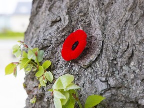 The poppy is a symbol of remembrance for Canada’s fallen. This poppy was photographed at the Essex Farm Cemetery located in Flanders Fields in Belgium. The tree is located near the bunkers where the poem In Flanders Fields was written.
