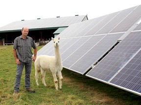 Wouter VanLeeuwen's use of technology, including solar panels to provide much of the power for his family hog farm near Ridgetown has earned him the honour of Agriculture Innovator of the Year from the Chatham-Kent Chamber of Commerce. His pictured with his llama that provides protection if anyone dares go near the solar panels. Ellwood Shreve/Postmedia Network