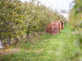 No one was picking apples from the orchard at Martin's Family Fruit Farm in Vienna on Nov. 3. Forty of their fruit pickers have been diagnosed with COVID-19 since Oct. 30. Derek Ruttan/Postmedia Network