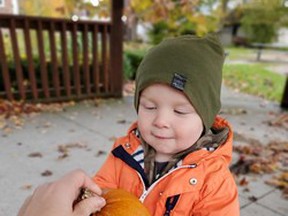 Max Congdon finds a pumpkin at South Dunwich Park during the Dutton Dunwich Pumpkin Hunt. (Handout/Postmedia Network)