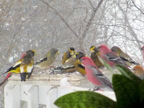 The flat feeder is popular with evening (yellow) and pine (red) grosbeaks.