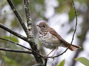 Hermit thrushes breed in coniferous or mixed woods across Canada, southern Alaska, and the northeastern and western United States. Jane Smith