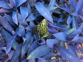 Nancy Barber is this week's winner of the Sudbury Star Outdoors Photo Contest. "Photo taken this summer in my garden," Barber wrote. "Frog spent several days in this comfortable spot. The contrast of the green frog and the purple plant was stunning." She wins two Caruso Club gift cards. Please send your contest entries, with a mailing address, to sud.outdoors@sunmedia.ca. The Caruso Club’s Enrico Restaurant is open daily, with lunch from 11:30 a.m. to 2:30 p.m. and supper from 5 p.m. to 8 p.m., as well as for takeout. For more information, call 705-675-1357 or email info@carusoclub.ca.