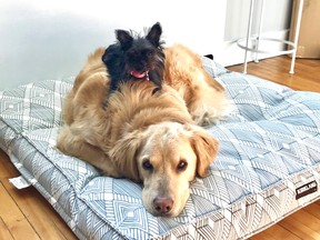Got your back: Onyx, a teacup Yorkie, rests atop her retriever buddy Rosseau.