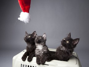 The iAdopt for the Holidays campaign runs until Dec. 31 at the SPCA.