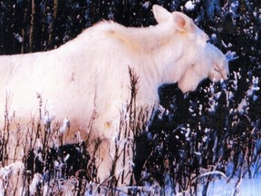 The white moose of Foleyet owe their colour to a genetic mutation, but are not always uniformly white. Some have brown or russet patches. They can even be spotted like a Dalmatian.