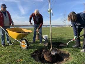Dennis Harwood, John Degroot and Anne Hazzard plant a commemorative tree in Brander Park for Port Lambton’s 200th anniversary on Nov. 12. Jake Romphf