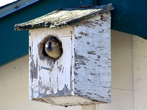 Keeping track of the birds in your own backyard is a way to help Birds Canada study the local fowl populations. Ashley Taylor