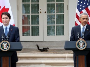 A black morph of the eastern gray squirrel walks along the collonade outside the Oval Office as U.S. President Barack Obama and Canadian Prime Minister Justin Trudeau hold a joint press conference in the Rose Garden of the White House March 10, 2016 in Washington, D.C. These squirrels are believed to be descendants of eight black morphs brought to Washington from Rondeau Provincial Park in 1902.