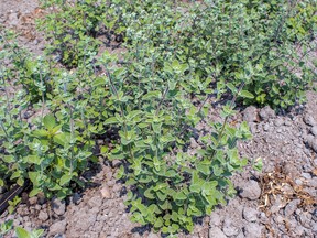 Spicy Za’atar oregano has hints of marjoram and thyme for a complex and pleasing fragrance. (Photo courtesy West Coast Seeds)
