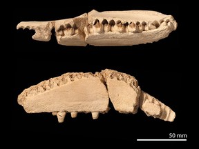 A jawbone from the first duckbilled dinosaur discovered in Africa.