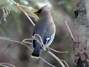 A waxwing sits in a tree in Hawrelak Park in Edmonton on Thursday, Feb. 20, 2014.