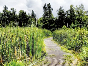 Nature Festival in Laurier Woods