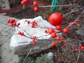 Winterberry holly. The dwarf deciduous holly produces showy white flowers in spring, followed by smallish green leaves in summer. By early winter, the plant is loaded with plentiful red berries that persist through most of winter. John DeGroot photo