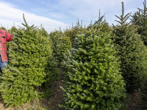 John Sloan of Sloan's Christmas Village stands in a field of Christmas trees at his farm near Bothwell. Growers are expecting a big demand for fresh trees this year as more people stay home during the pandemic. As well, Sloan expects more families will want to use his cut-your-own property as a pandemic-safe winter activity. Mike Hensen/Postmedia Network