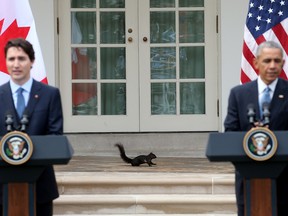 A black morph of the eastern gray squirrel walks along the collonade outside the Oval Office as U.S. President Barack Obama and Canadian Prime Minister Justin Trudeau hold a joint press conference in the Rose Garden of the White House March 10, 2016 in Washington, D.C. These squirrels are believed to be descendants of eight black morphs brought to Washington from Rondeau Provincial Park in 1902. (Photo by Mark Wilson/Getty Images)