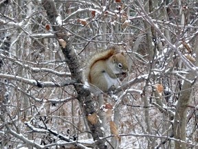 Linda Derkacz of Capreol is this week's winner of the Sudbury Star Outdoors Photo Contest. "After a light snow dusting all over the trees along my trail off the Laurentian trails, I captured this squirrel eating a pine cone, not caring how close I was." She wins two Caruso Club gift cards. Please send your contest entries, with a mailing address, to sud.outdoors@sunmedia.ca. The Caruso Club’s Enrico Restaurant is open daily, with lunch from 11:30 a.m. to 2:30 p.m. and supper from 5 p.m. to 8 p.m., as well as for takeout. For more information, call 705-675-1357 or email info@carusoclub.ca.