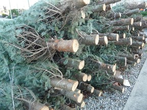 Gardening expert John DeGroot expects there will be shortage in Christmas trees this year. John DeGroot photo