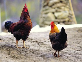 In December, Norfolk County administrative staff will table modifications to the county’s animal control bylaw forbidding urban poultry owners from allowing their birds to roam the neighbourhood. File photo/Postmedia Network