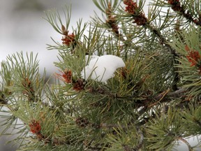 Snow cupped by a pine tree along the Elbow River west of Bragg Creek, Alberta, on December 14, 2011.