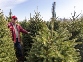 John Sloan of Sloan's Christmas Village stands in a field of Christmas trees at his farm near Bothwell in Chatham-Kent Friday. Growers are expecting a big demand for fresh trees this year as more people stay home during the pandemic. As well, Sloan expects more families will want to use his cut-your-own property as a pandemic-safe winter activity. (Mike Hensen/The London Free Press)