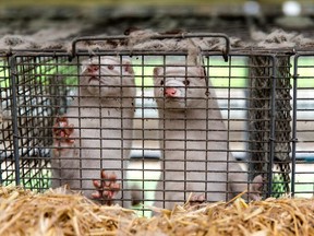 Minks at farmer Stig Sørensen's estate where all minks must be culled due to a government order on November 7, 2020 in Bording, Denmark. PHOTO BY OLE JENSEN/GETTY IMAGES.