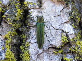 An emerald ash borer looking for a meal. It is an invasive beetle that feeds on ash trees.
