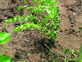 Improved pennycress is a good cover crop if planted in early fall. It sends down a taproot, and the rosette of leaves lies close to the ground to hold soil