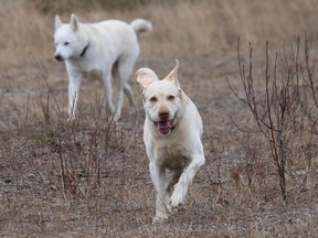 Charlie, the three-legged dog, plays at the new off-leash dog park located in the South End, behind the Gerry McCrory Countryside Sports Complex in Sudbury, Ont. on Monday November 30, 2020. The York Street K9 Club fundraised $3,500 for the capital improvements to the park, while the city contributed $46,400. The volunteer group will be responsible for maintaining park cleanliness and ensuring users follow the park rules and etiquette.