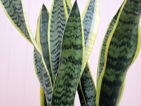 Does the botanical name Sansevieria trifasciata frighten you? Besides Snake Plant it has a few other common names. (Ted Meseyton)