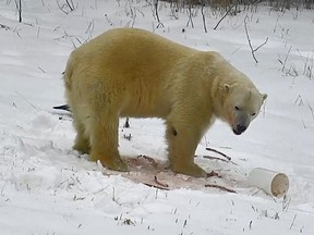 One of the three bears currently residing at the Canadian Polar Bear Habitat is seen here just after feeding in one of the enclosures at the facility. This image is a screen shot taken Friday morning from the live cam on the Habitat's website.