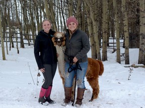 Morgan Cooper and Carly Ingeveld pose with their alpaca, Allen. He has become a very popular party guest. Photo by Kelsey Yates