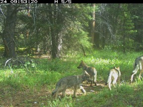 Three wolf pups from the Bow Valley pack born in the spring of 2020 in Banff National Park. Photo credit Parks Canada remote cameras.