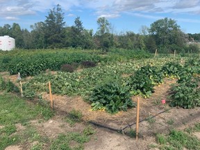 The new 3,500-square-foot garden at the Loyalist College Belleville campus hasincreased access to locally-grown fruits and vegetables for students struggling with food security. KARLY BEARD PHOTO