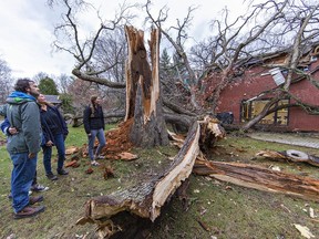 Lukas Korfmann (left), his mother Keri and sister Katie look at the remains of a 200-year-old oak tree that was blown onto the rear of their Humberstone Avenue home in Brantford by high winds on Sunday afternoon.