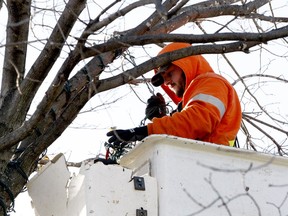 READYING THE RIVER
Ben Layng, of Tim Allen's Tree Service, installs Christmas lights on a tree on Blockhouse Island Wednesday afternoon as workers set up the coming River of Lights attraction. (RONALD ZAJAC/The Recorder and Times)