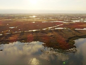 After years of trying, Ducks Unlimited Canada has purchased the 488-acre St. Luke's Marsh in Dover Township, which is one of the few remaining coastal wetlands on Lake St. Clair in Southwestern Ontario. 
Contributed photo