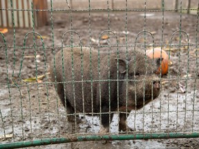 Pigs chow down on the nutritious seasonal treat at the Winchester farm. John MacGillis/Special to the Cornwall Standard-Freeholder/Postmedia Network