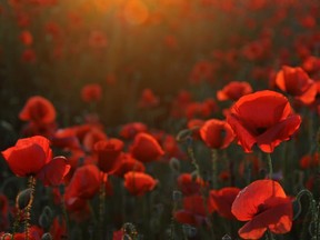 CO.poppies