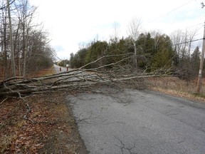 A large tree took down power lines on Beechwood Road in Napanee during a wind storm Sunday night. The municipality estimates the road will be closed for two to three days while crews remove the tree and repair power lines.