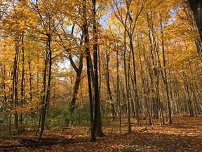 Susan Young writes that just a few weeks ago she loved the silver radiance on the water and how the brilliant yellow-orange leaves created a living cathedral of stunning fall foliage.