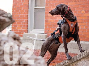 Exi, Miss February, is one of the OPP Canine Unit dogs featured in the 2021 OPP Canine Unit Calendar.
Submitted Photo
