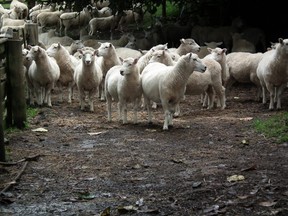 Sheep on a Coromandel Peninsula farm in New Zealand. A new study suggests the country’s beef and sheep farms are close to carbon neutral.