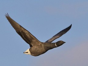 A Brant Goose in flight. Helen Walker Getty Images

Not Released